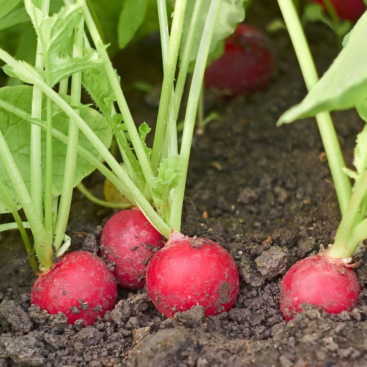 Semená reďkovky obrej Riesenbutter - výsevný pásik - 5 m