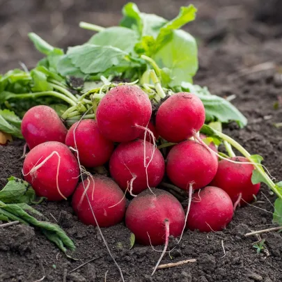 Semená reďkovky Ester F1 - výsevný pásik - 5 m