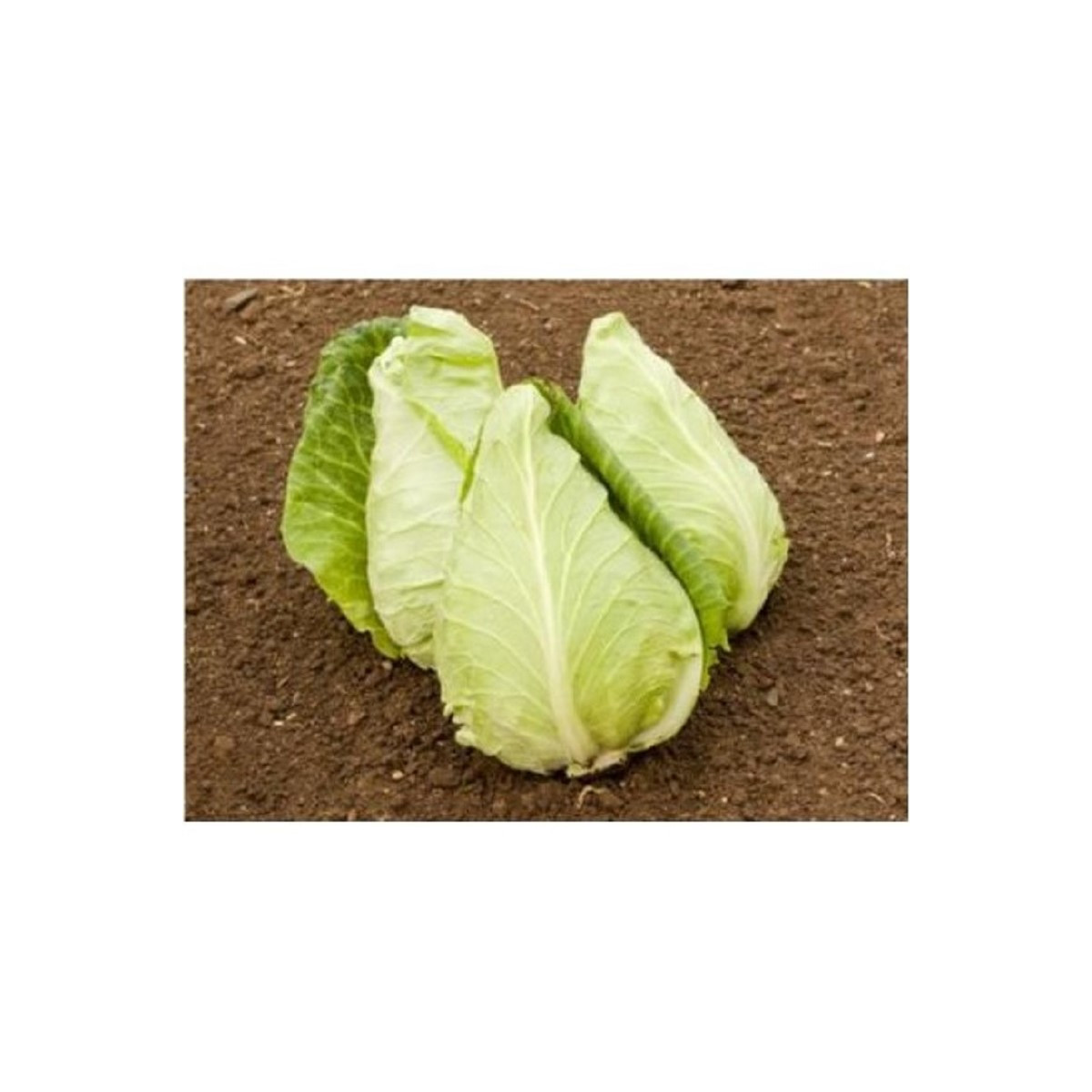 BIO Kapusta biela Eersteling - Brassica oleracea - bio semená - 20 ks