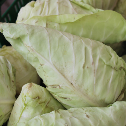 Zelí bílé Filderkraut - semena Zelí - Brassica oleracea - 0,8 gr
