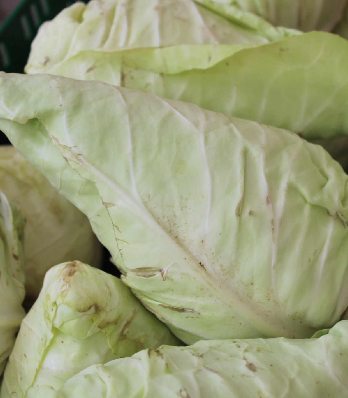 Zelí bílé Filderkraut - semena Zelí - Brassica oleracea - 0,8 gr