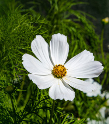 Krásenka zpeřená Bílá senzace - semena Krásenky - Cosmos bipinnatus - 40 ks