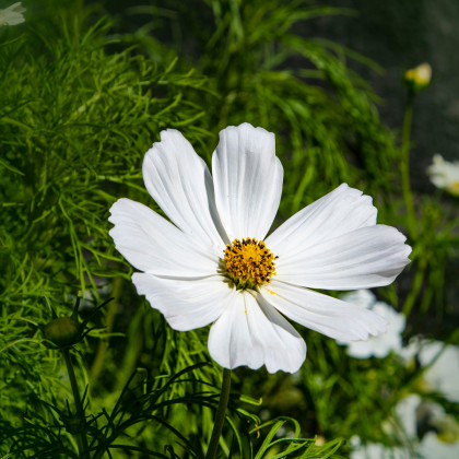 Krásenka zpeřená Bílá senzace - semena Krásenky - Cosmos bipinnatus - 40 ks