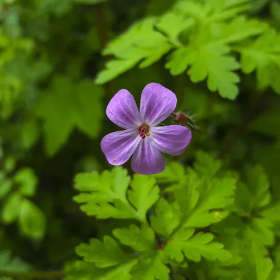 Pakost smradľavý - Geranium robertianum - semená - 10 ks