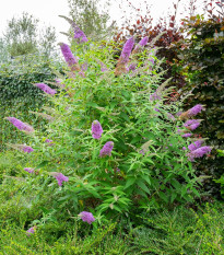 Budleja Dávidova zmes - Buddleja davidi - semená - 20 ks