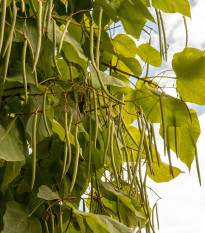 Katalpa severná - Catalpa speciosa - semená - 8 ks