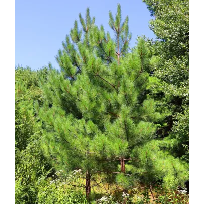 Borovica gerardiana - Pinus gerardiana - semená - 5 ks