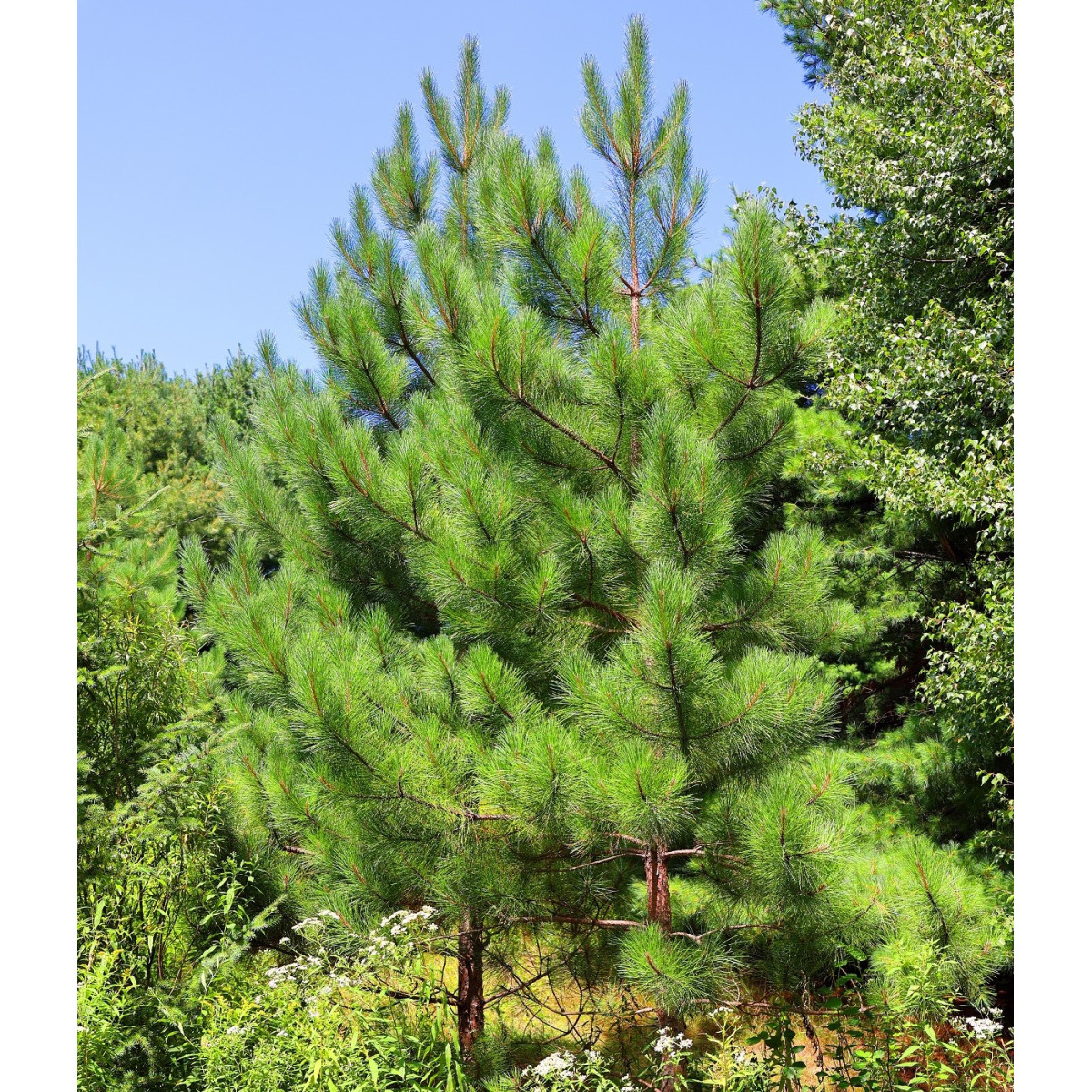 Borovica gerardiana - Pinus gerardiana - semená - 5 ks