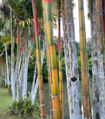 Kráľ bambusov - Phyllostachys edulis - semená - 3 ks