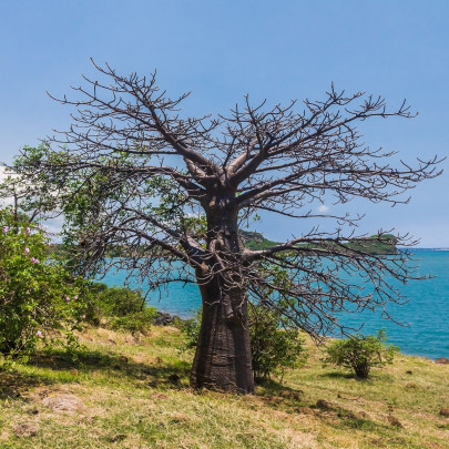 Baobab suarézsky – Adansonia suarezensis – semená