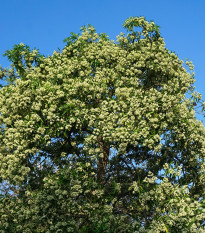 Pulai - Alstonia scholaris - semená - 8 ks