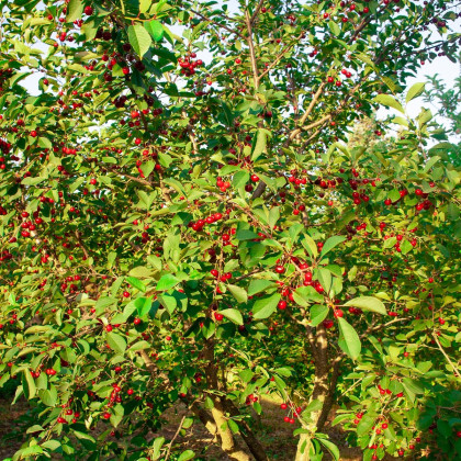 Barbadorská čerešňa - Acerola - Malpighia glabra - semená - 4 ks