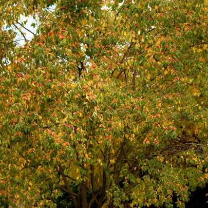 Kudrania - Maclura tricuspidata - semená - 5 ks