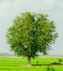 Tamarínd indický - Tamarindus indica - semená - 5 ks