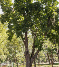 Dilenia indická - Dillenia indica - semená - 6 ks