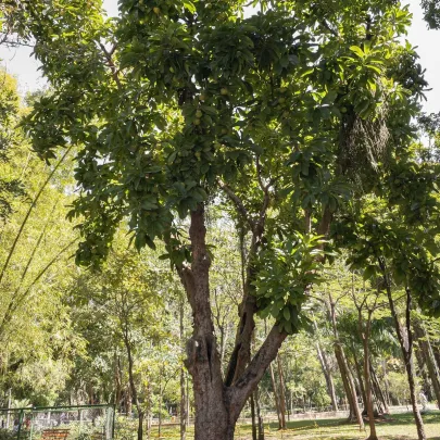 Dilenia indická - Dillenia indica - semená - 12 ks