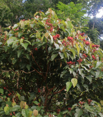 Bixa - Bixa orellana - semená - 8 ks