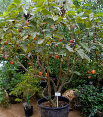 Paradajkový strom - Cyphomandra betacea - semená - 5 ks