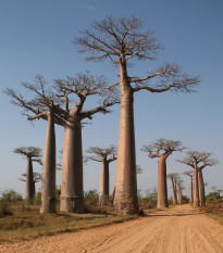 Baobab Za - Adansonia za - semená - 3 ks