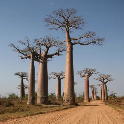 Baobab Za - Adansonia za - semená - 3 ks