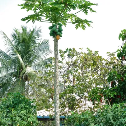 Papaya melónová - Carica Papaya - semená - 4 ks