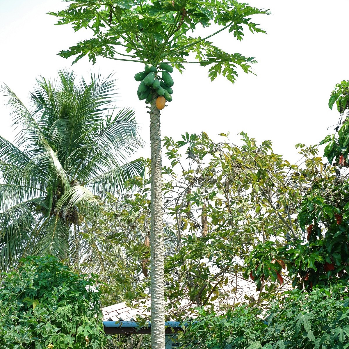 Papaya melónová - Carica Papaya - semená - 4 ks