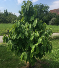 Indiánský banán Paw Paw - Asimina triloba - semená - 4 ks