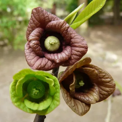 Indiánský banán Paw Paw - Asimina triloba - semená - 4 ks