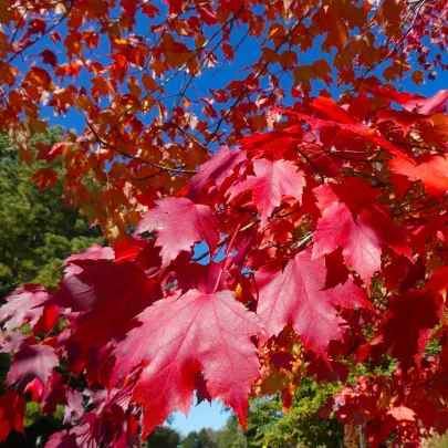 Javor červený - Acer rubrum - semená - 5 ks
