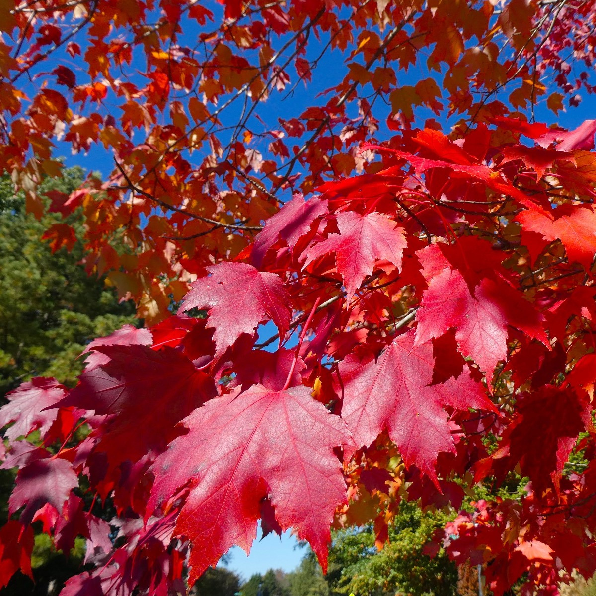 Javor červený - Acer rubrum - semená - 5 ks