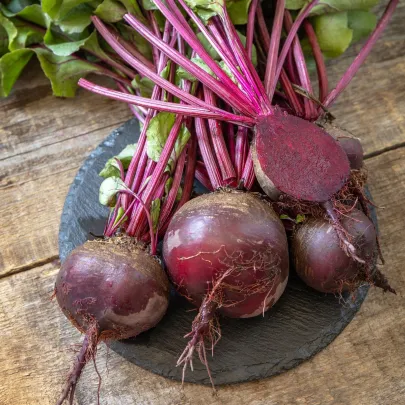 Semená červenej repy Moulin Rouge - výsevný pásik - 5 m
