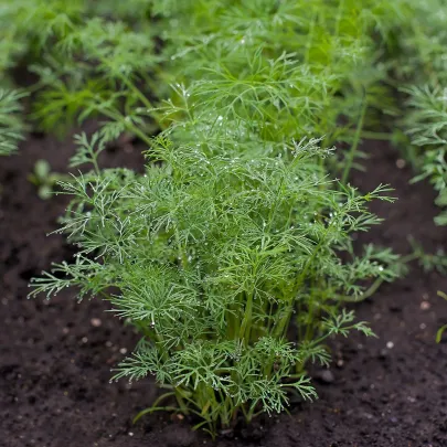 Semená kôpru Ella - výsevný disk - 5 m