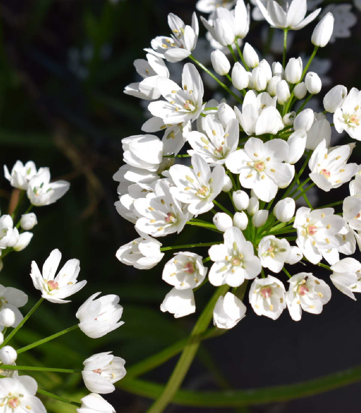 Cesnak okrasný - Allium neapolitanum - cibuľoviny - 3 ks