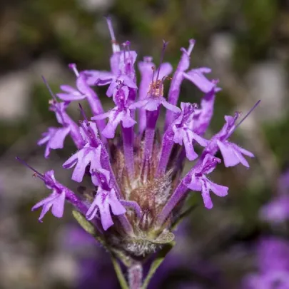 Materina dúška dlhokvetá - Thymus longiflorus - semená - 50 ks