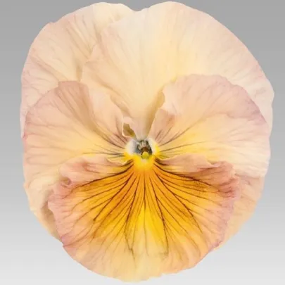 Fialka broskyňová Inspire F1 - Viola x wittrockiana - semená - 20 ks