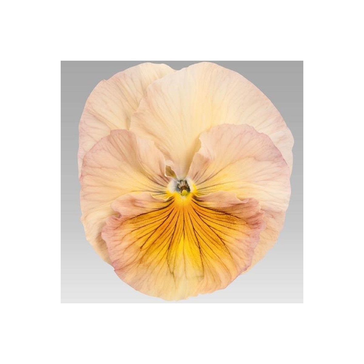 Fialka broskyňová Inspire F1 - Viola x wittrockiana - semená - 20 ks