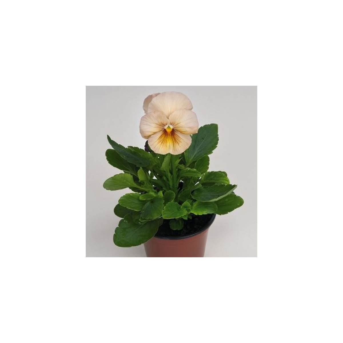 Fialka broskyňová Inspire F1 - Viola x wittrockiana - semená - 20 ks