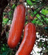 Muškátová uhorka - Sicana odorifera - semená - 6 ks