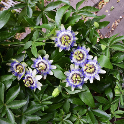 Semená mučenky – Mučenka modrá – Passiflora caerulea