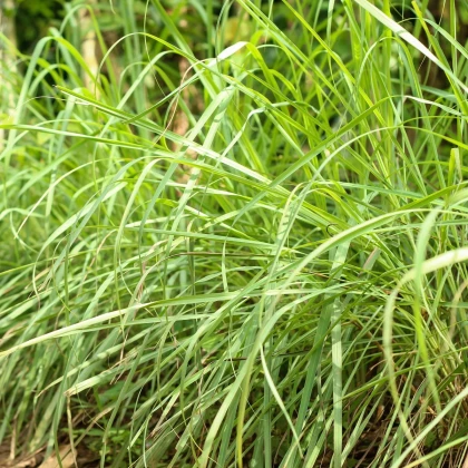Citrónová tráva - Cymbopogon citratus - semená - 20 ks
