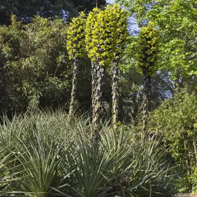 Puja - Puya Chilensis - semená - 20 ks