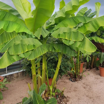 Banánovník Dwarf Cavendish - Musa Acuminata - semená - 5 ks