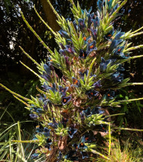 Puja - Puya Venusta - semená - 20 ks