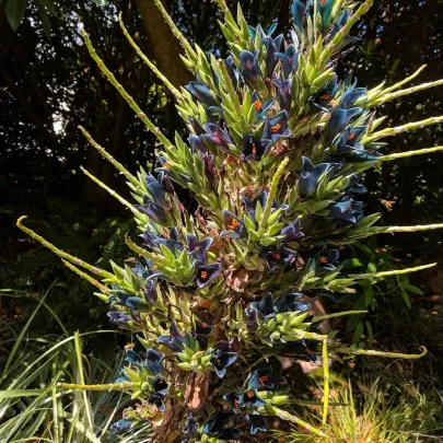 Puja - Puya Venusta - semená - 20 ks