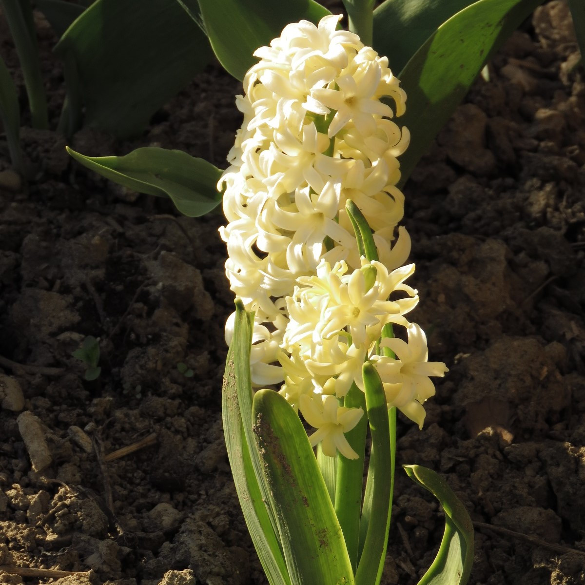 Hyacint Gipsy Princess - Hyacinthus - cibuľoviny - 1 ks