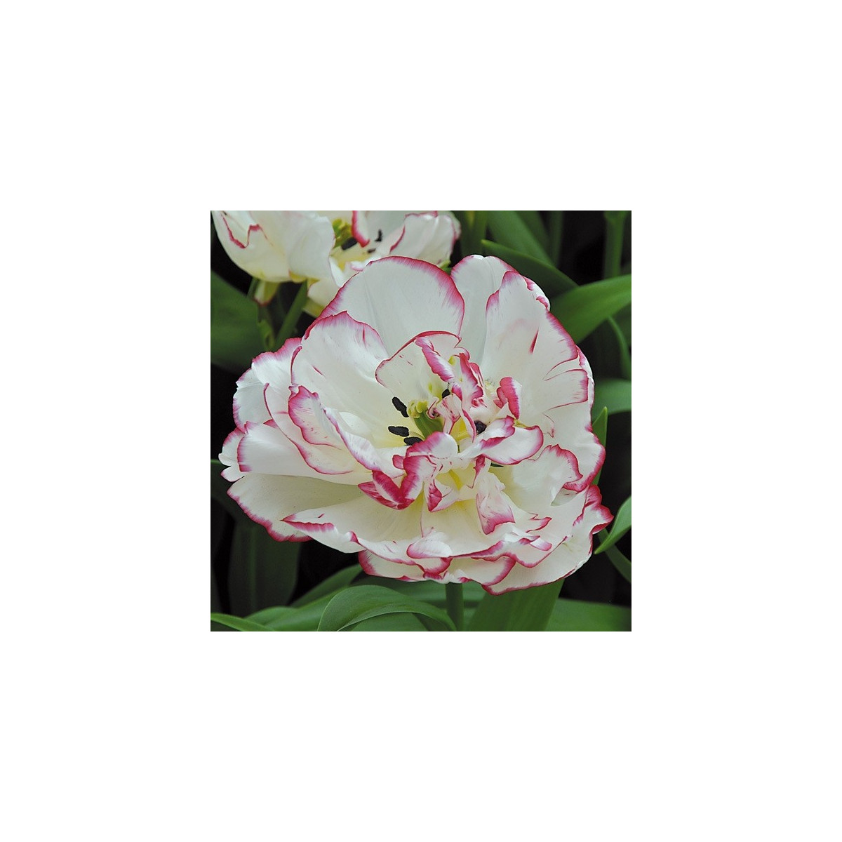 Tulipán Belicia - Tulipa - cibuľoviny - 3 ks