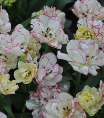 Tulipán Belicia - Tulipa - cibuľoviny - 3 ks