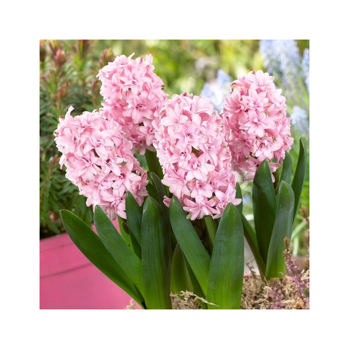 Hyacint plnokvetý Prince of Love - Hyacinthus - cibuľoviny - 1 ks