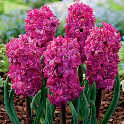 Hyacint plnokvetý Red Diamond - Hyacinthus - cibuľoviny - 1 ks