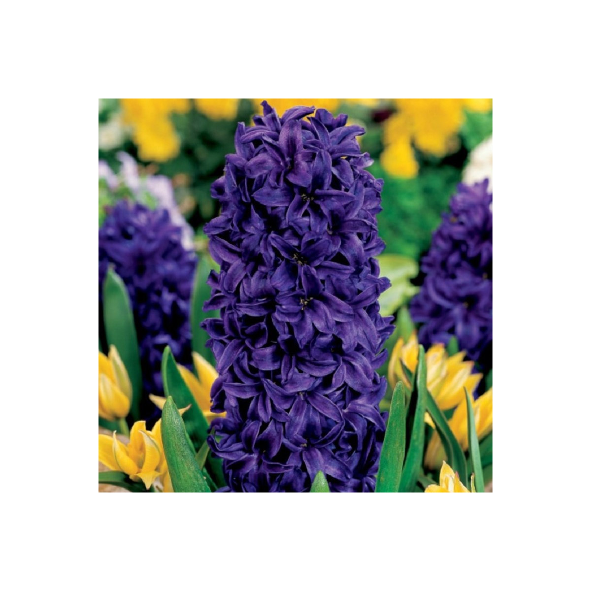 Hyacint Purple Star - Hyacinthus - cibuľoviny - 1 ks